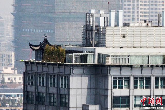 苏州楼顶现400平米“空中园林”