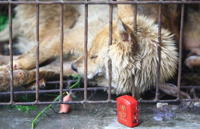 救狗者赴玉林抢买活狗 狗笼前放大悲咒