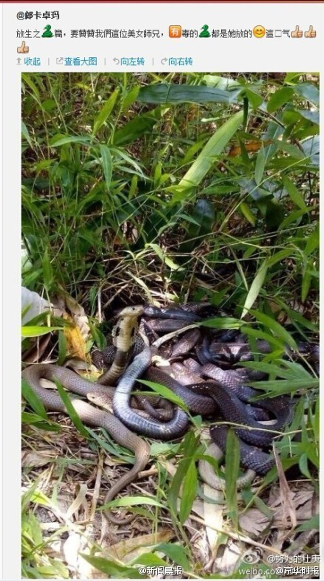 广东女子在公园放生眼镜蛇等毒蛇