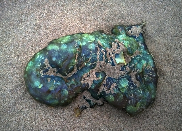 沙漠腹地成巨型排污池 周围恶臭难忍