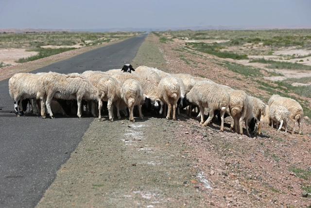 沙漠腹地成巨型排污池 周围恶臭难忍