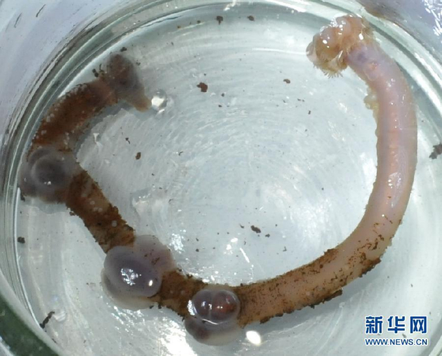 “蛟龙”号采集到神秘未知生物