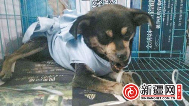 男子棒打小狗遭“人肉”  向爱狗人士道歉