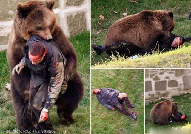 實拍罕見各類動物傷人畫面