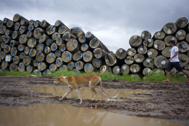 153名中国人因非法伐木在缅甸被判刑