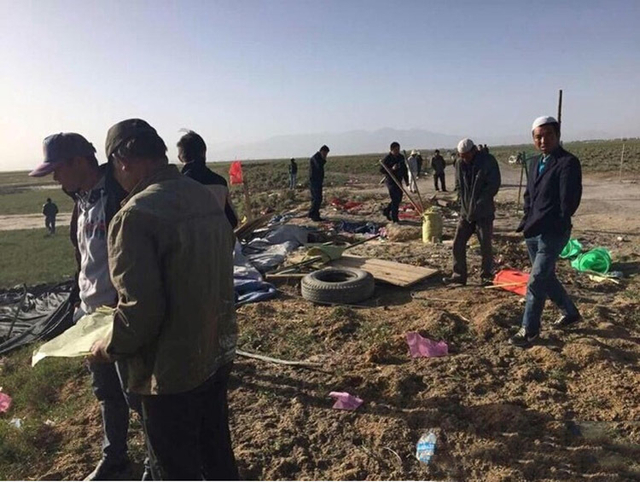 青海野生黑枸杞遭数千人盗采引发冲突