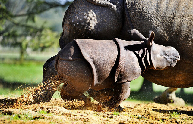 英满月犀牛宝宝首亮相