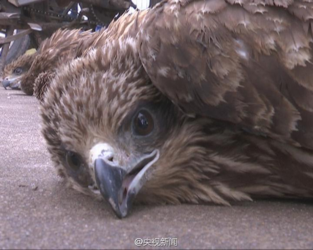 隼是稀有动物吗 w640slw.jpg