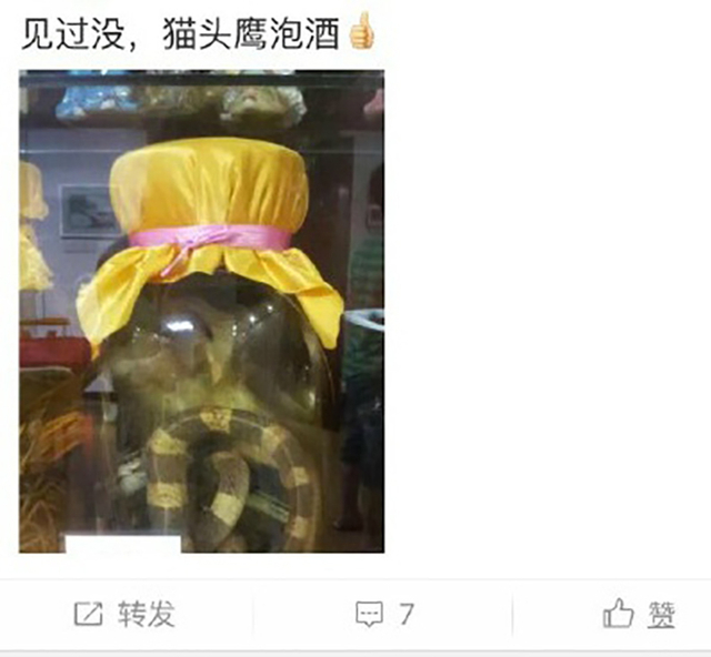 网曝"猫头鹰泡酒"照 卖家称活体制成