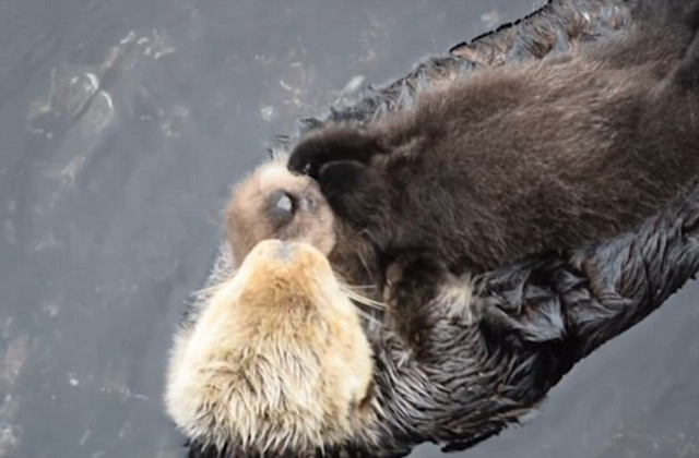 美水族馆母海獭紧抱幼崽水面漂浮