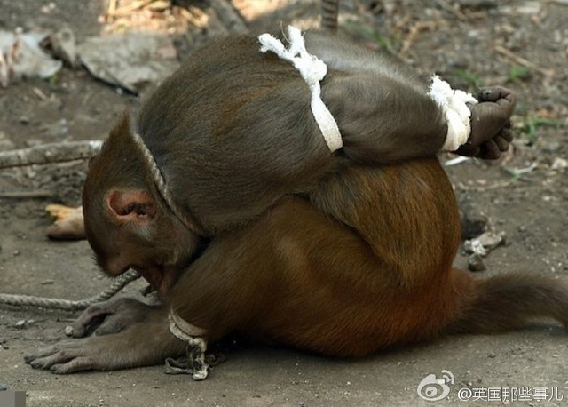 最近印度孟买出现了一伙作恶多端的猴子:它们各种上房揭瓦,攻击民众