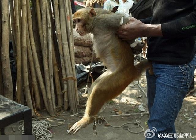 猴遭投訴被五花大綁示眾