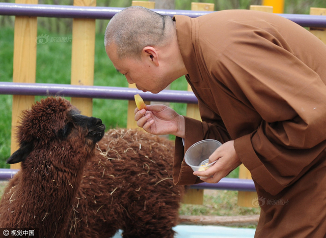 延参法师动物园喂熊称怕动物瘦了领导胖了图