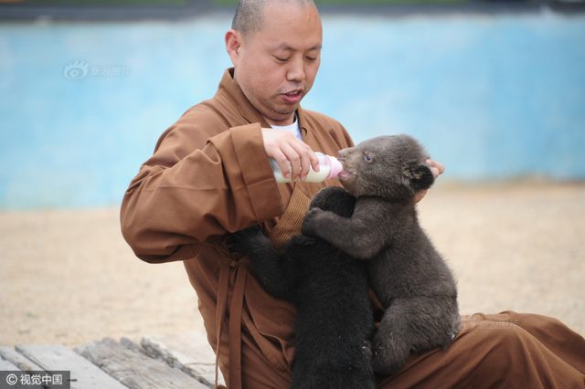 延参法师野生动物园 给小熊喂奶尽显萌态