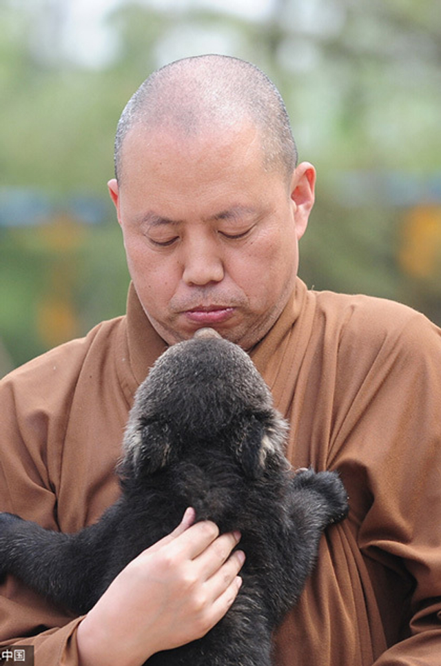 延参法师野生动物园 给小熊喂奶尽显萌态