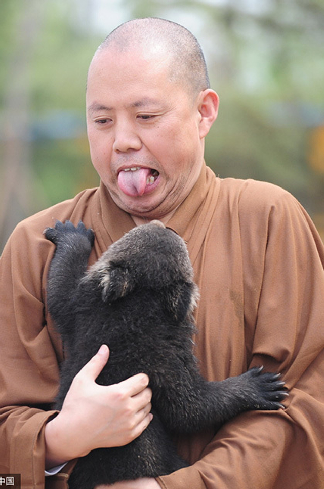 延参法师野生动物园 给小熊喂奶尽显萌态