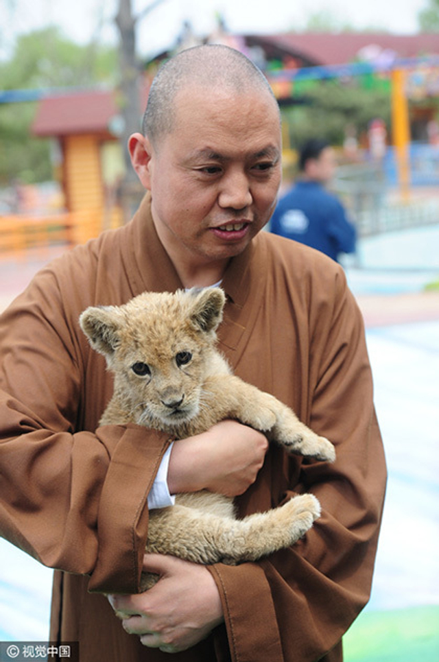 延参法师野生动物园 给小熊喂奶尽显萌态