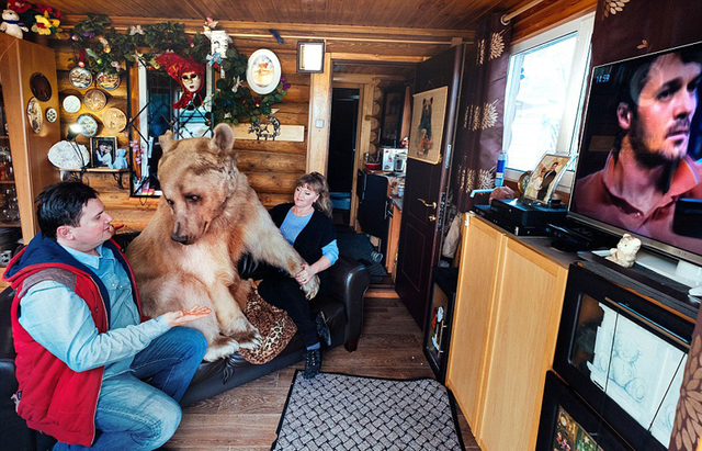 俄罗斯夫妇收养一个熊儿子