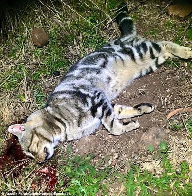 澳团体专杀流窜宠物猫