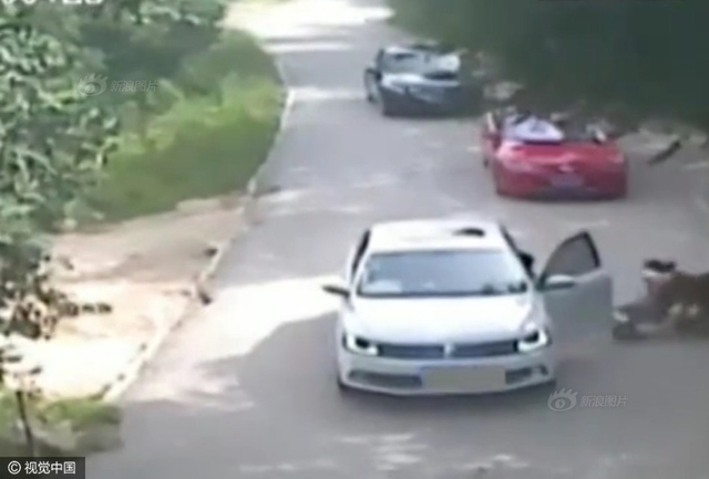 北京动物园老虎袭击游客 致一死一伤