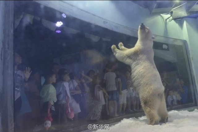 北极熊高温天商场接客