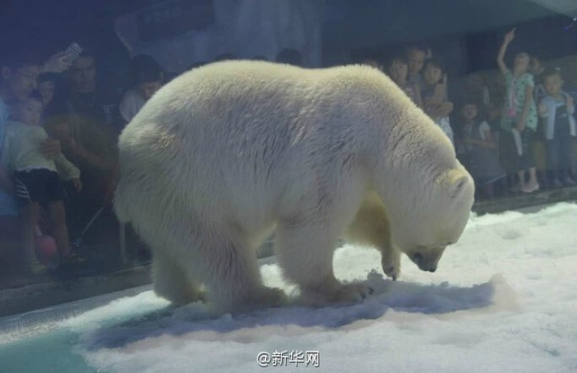 世界最悲伤北极熊 高温天商场内“接客”