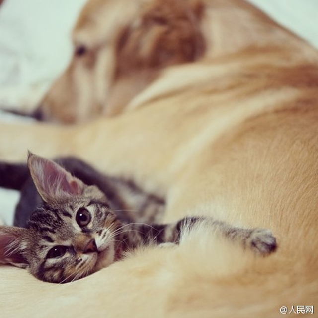 流浪猫被人收养回家 金毛拿其当孩子照顾