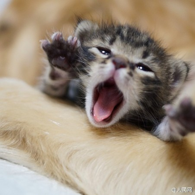 流浪猫被人收养回家 金毛拿其当孩子照顾