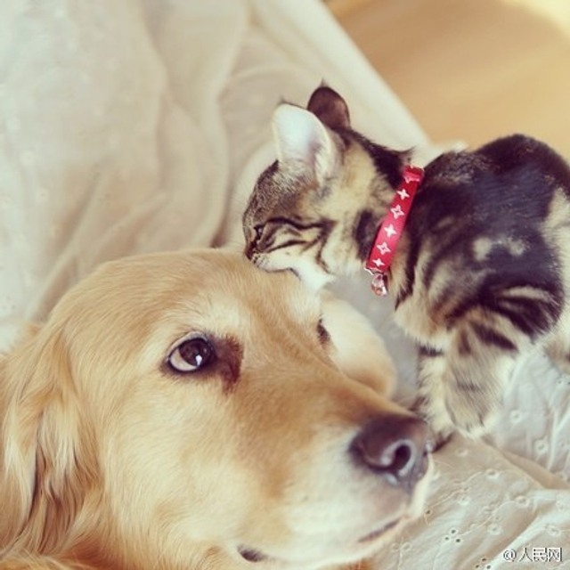 流浪猫被人收养回家 金毛拿其当孩子照顾