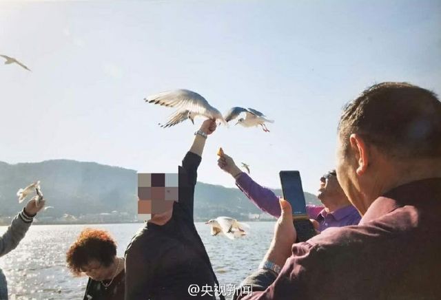 有人为了和它拍照 折断了它的翅膀