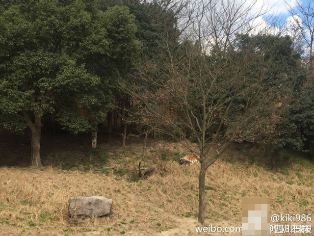 浙江一动物园老虎咬人 游客被拖入虎舍