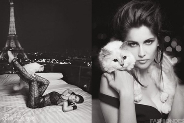 老佛爷爱猫出镜时尚大片 Choupette性感不输超模