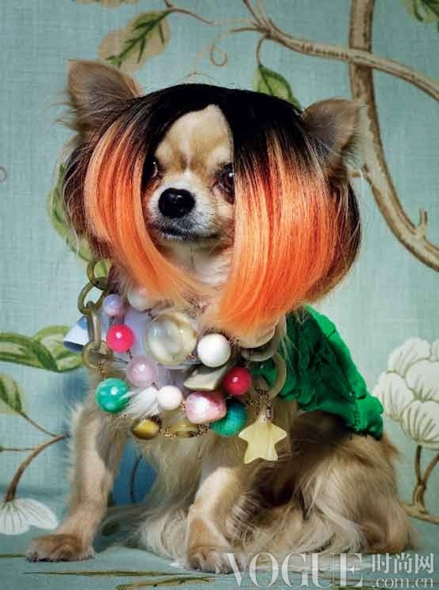 价值千万的奢华萌宠装 呆萌宠物身价倍增