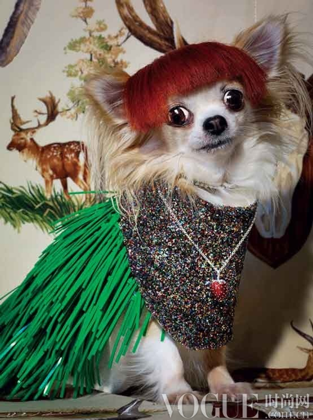 价值千万的奢华萌宠装 呆萌宠物身价倍增