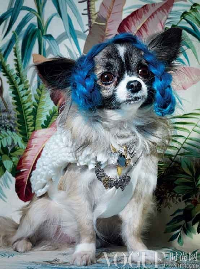 价值千万的奢华萌宠装 呆萌宠物身价倍增