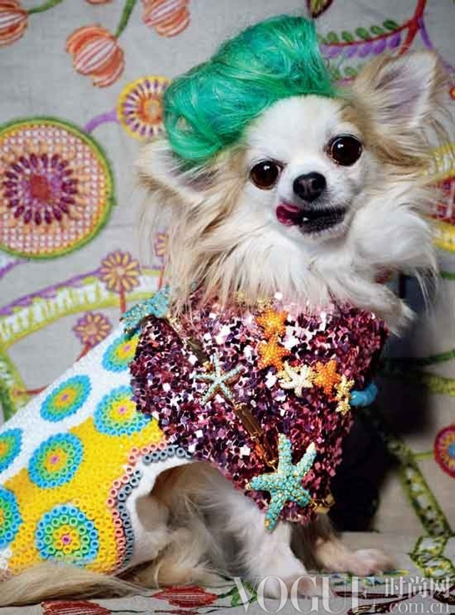 价值千万的奢华萌宠装 呆萌宠物身价倍增