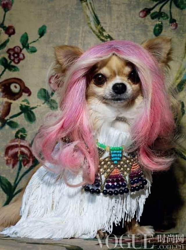 价值千万的奢华萌宠装 呆萌宠物身价倍增