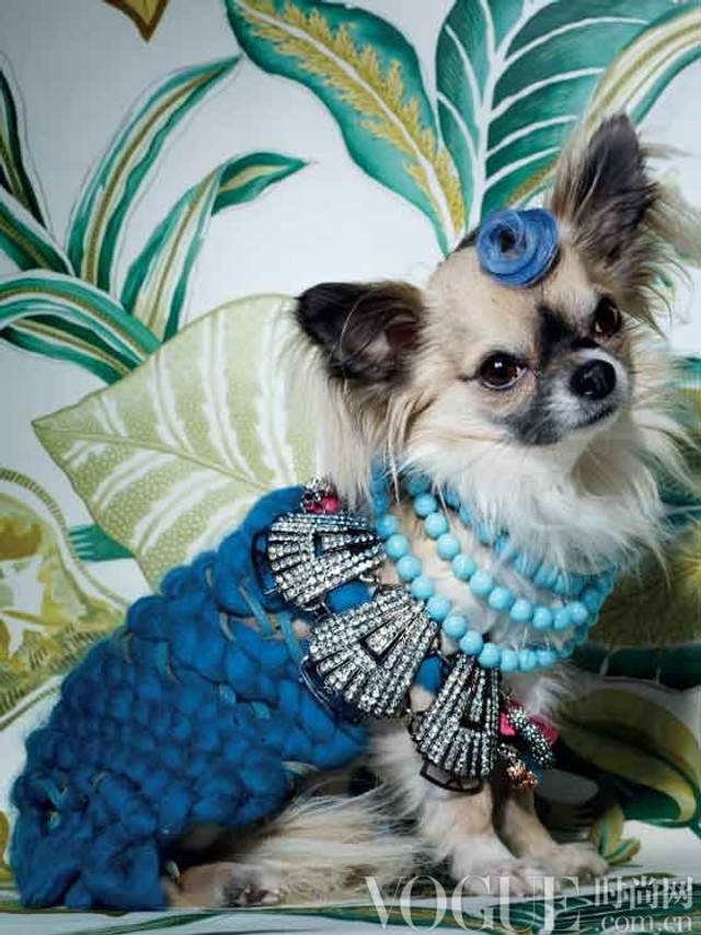 价值千万的奢华萌宠装 呆萌宠物身价倍增