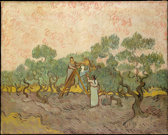 Women Picking Olives