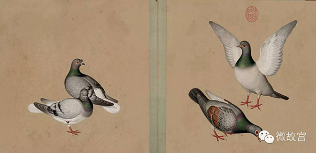 清 佚名 鸽谱图册