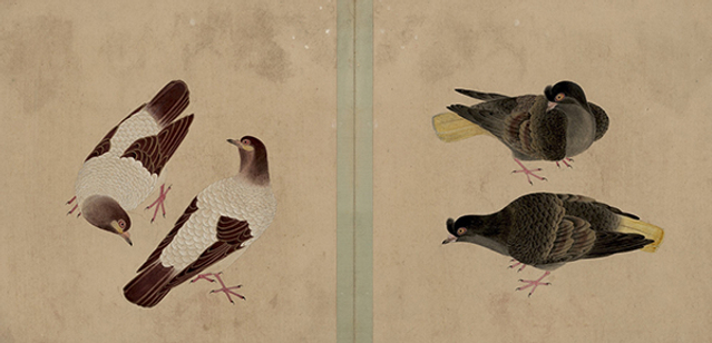 清 佚名 鸽谱图册