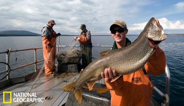 Rainbow Trout  National Geographic