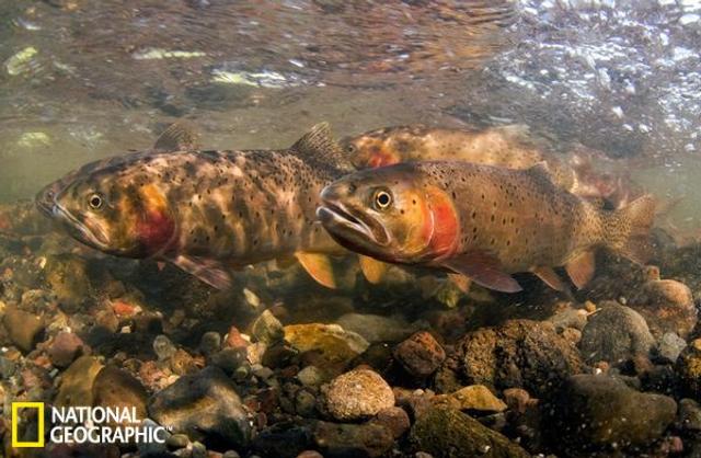 Rainbow Trout  National Geographic