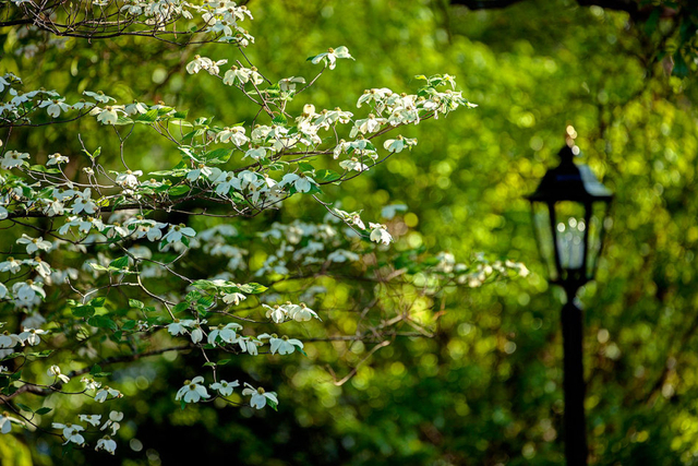 百花盛开待相聚