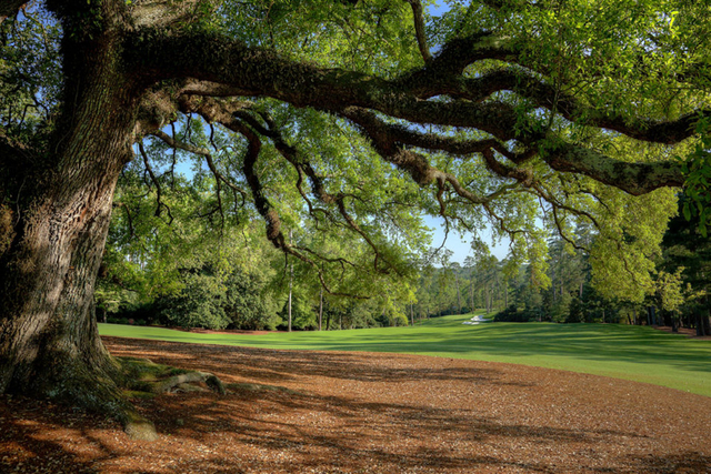 参天古树守护着奥古斯塔