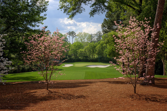 桃花依偎在果岭旁