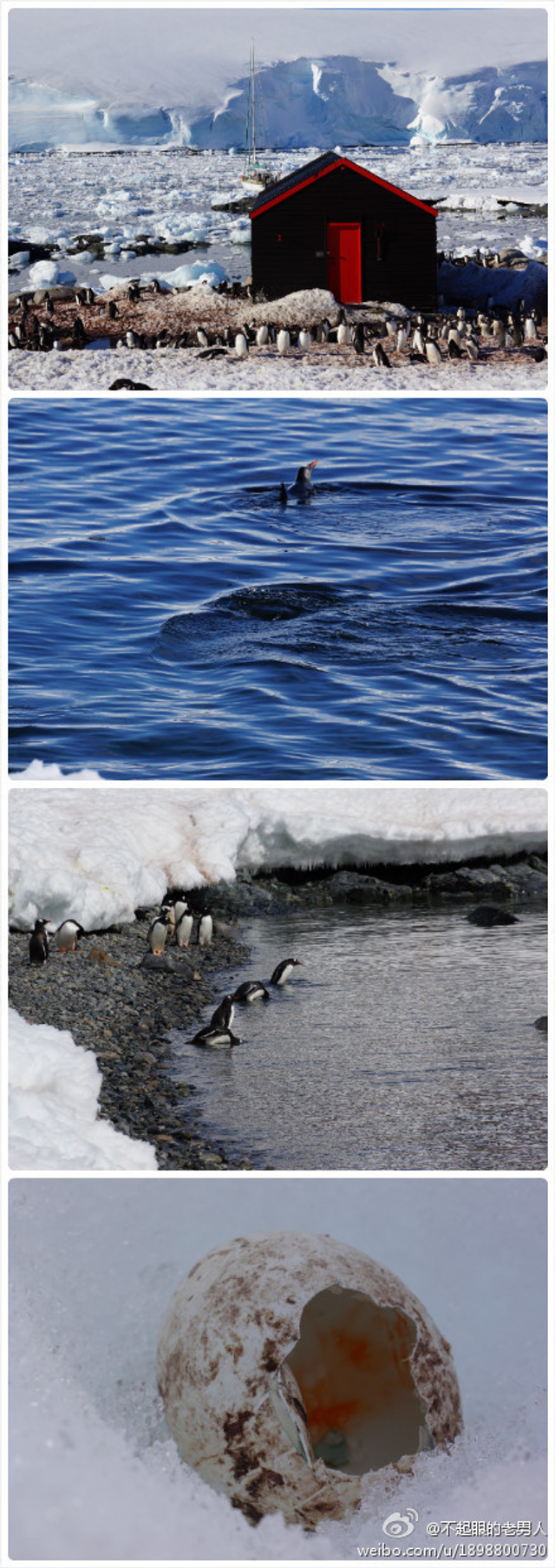 不起眼的老男人南极行