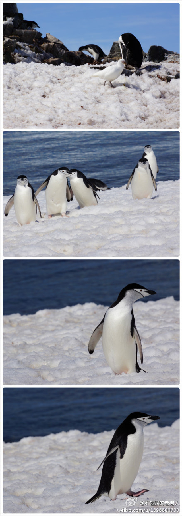 憨厚的帽带企鹅