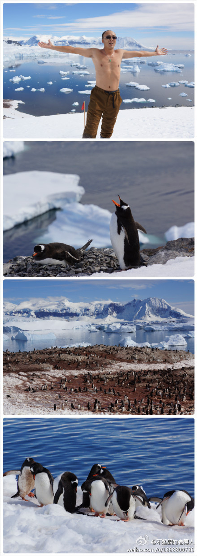 金图企鹅和南极勇士
