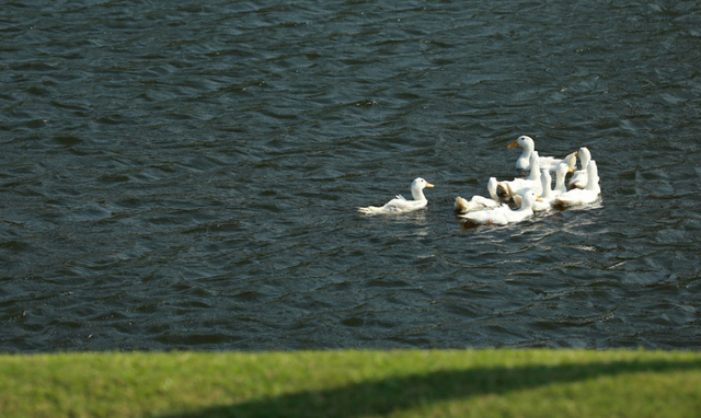 球场湖中的鸭子